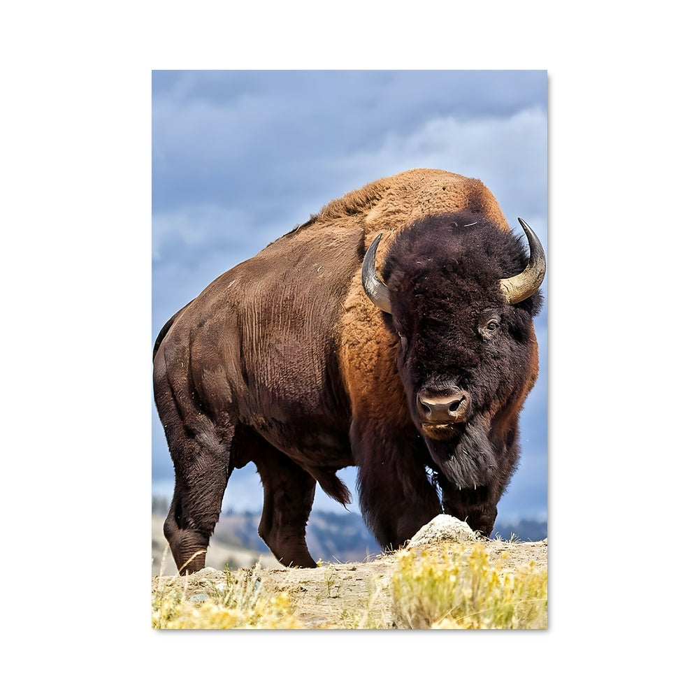 Poster L'Esprit du Bison