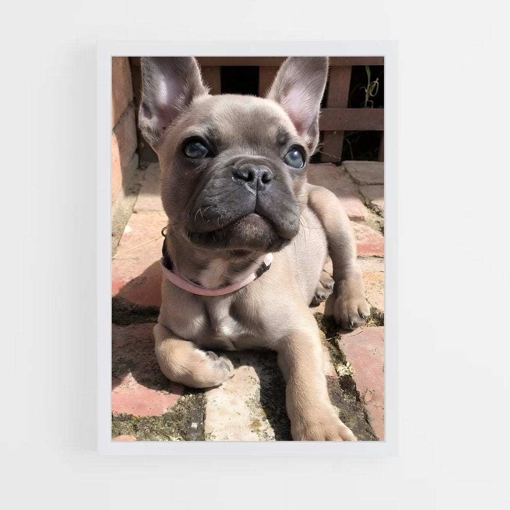 ap-bulldog-2 cadre Blanc