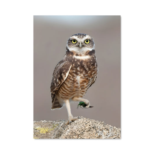 Poster Hibou Enchanteur