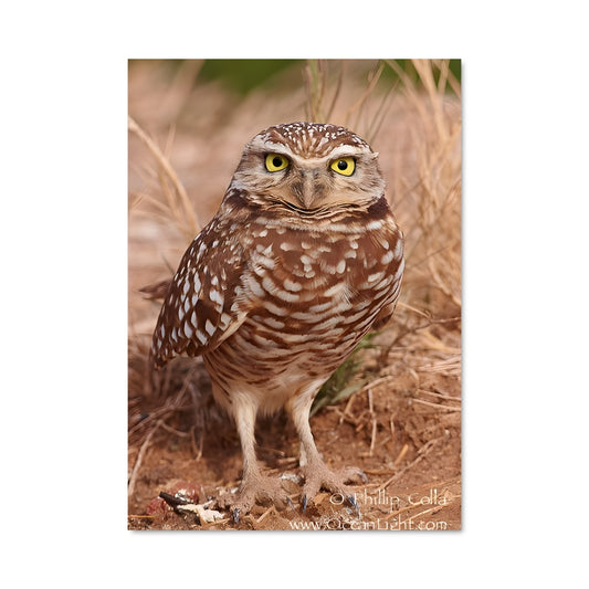 Poster Hibou des Terriers