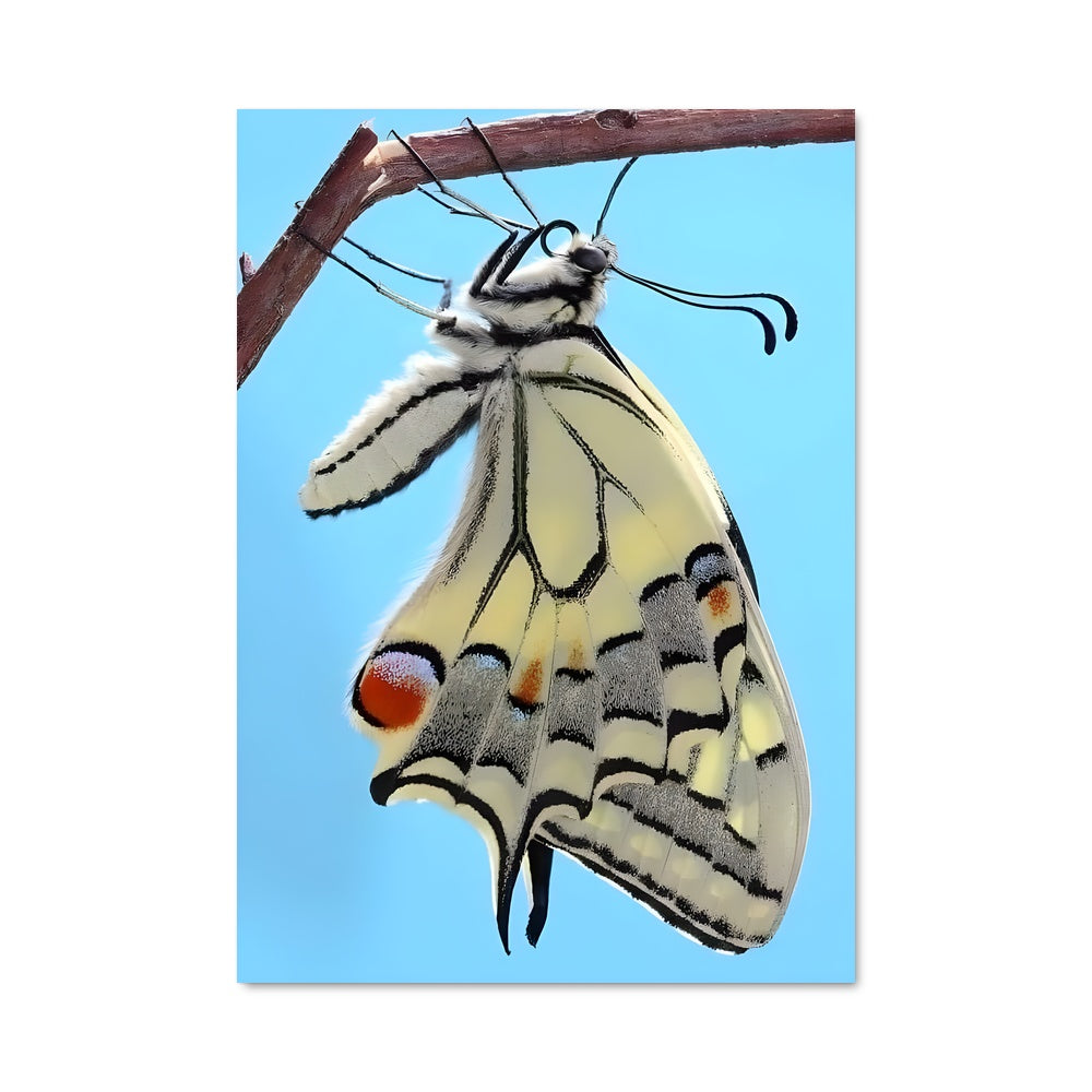 Poster Papillon Majestueux