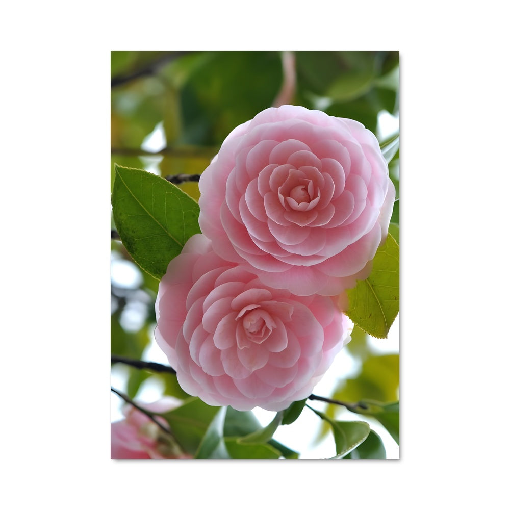 Poster Roses Enchantées