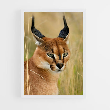 ap-caracal-1 cadre Blanc