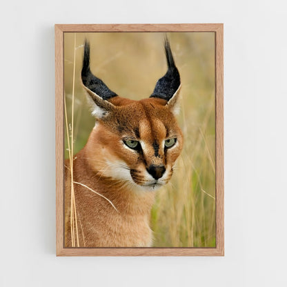 ap-caracal-1 cadre Bois clair