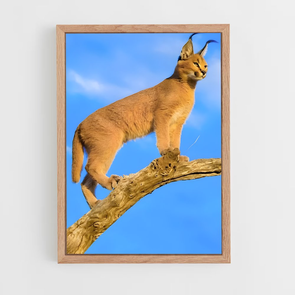 ap-caracal-9 cadre Bois clair