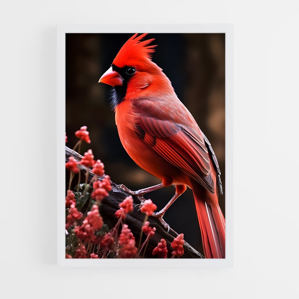 ap-cardinal-3 cadre Blanc