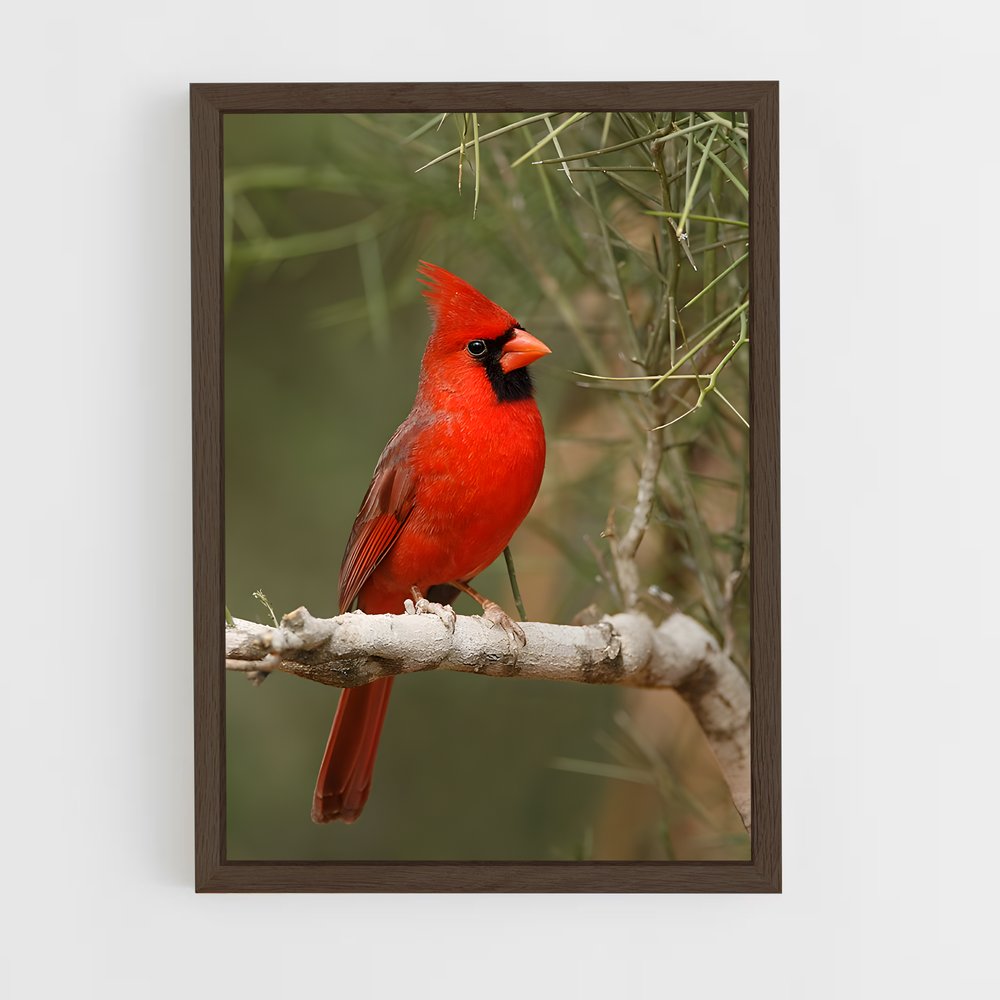 ap-cardinal-5 cadre Bois foncé