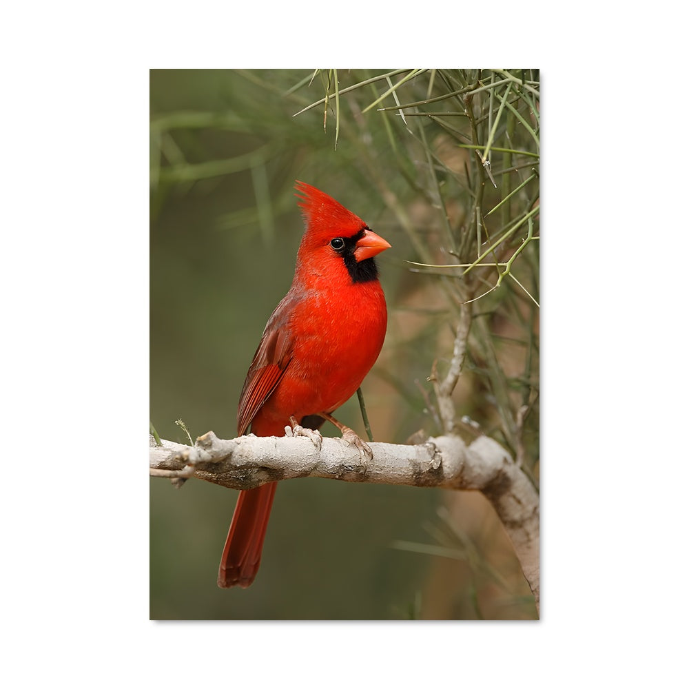 Poster Cardinal en Éveil