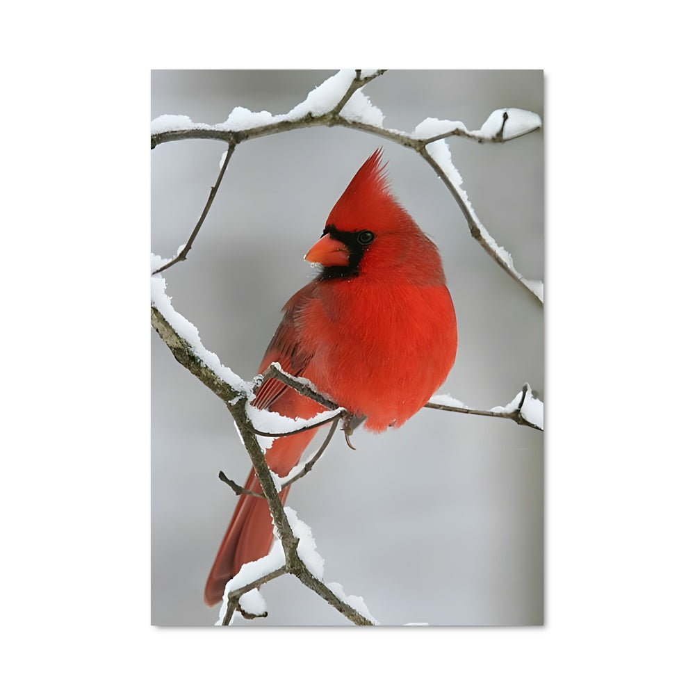 Poster Cardinal 83298