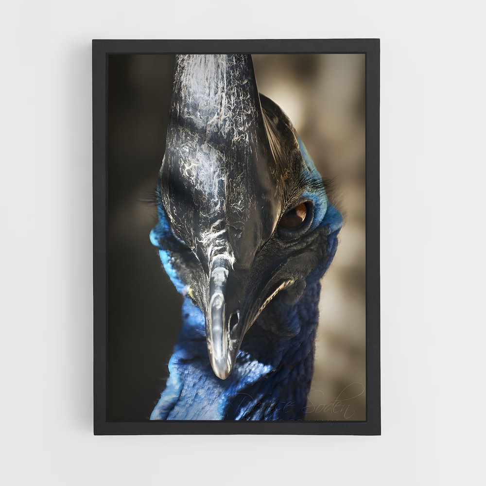 ap-cassowary-8 cadre Noir