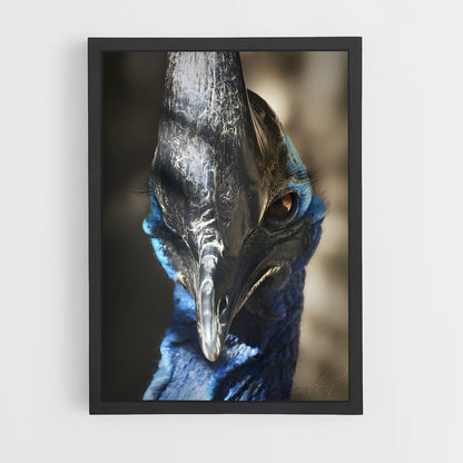 ap-cassowary-8 cadre Noir