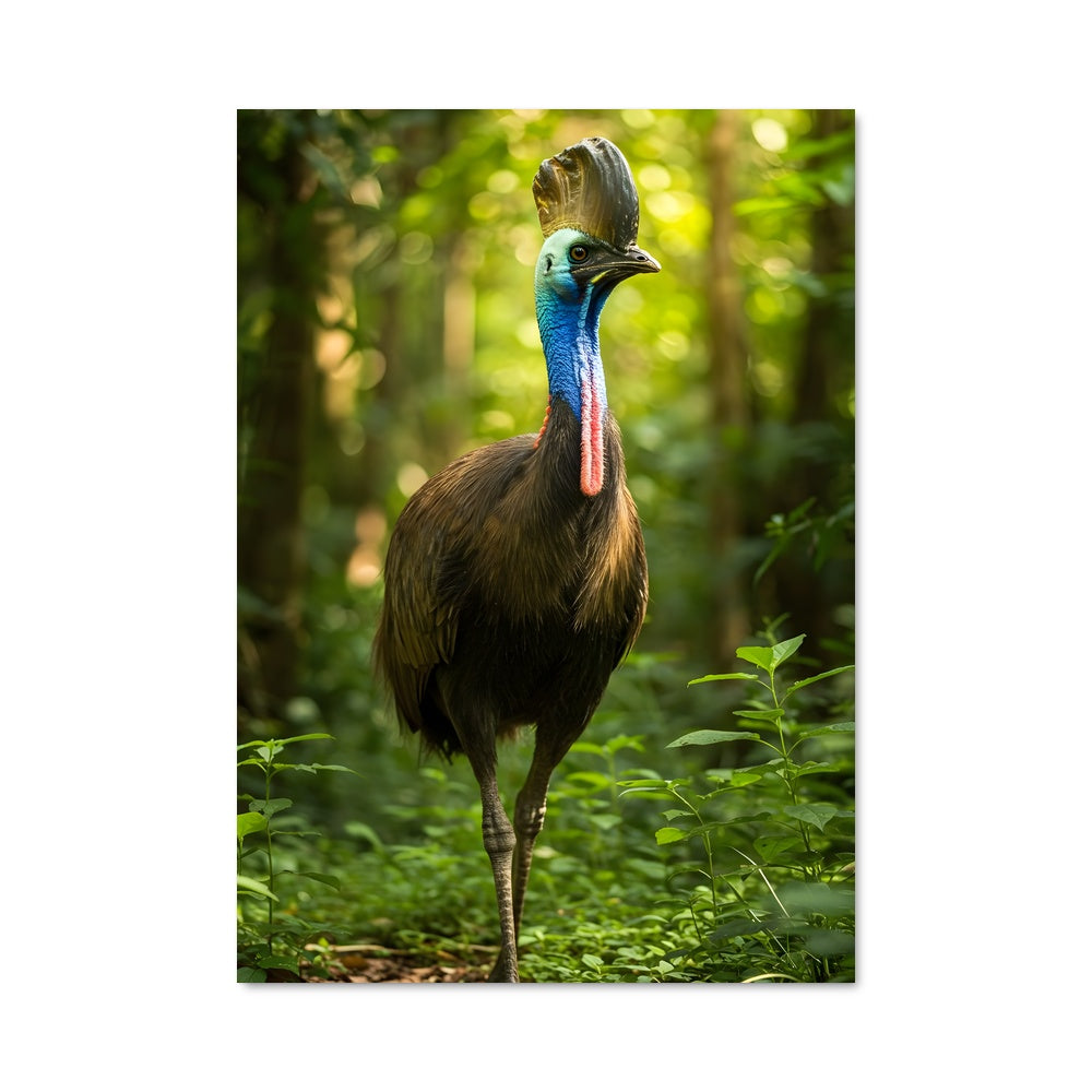 Poster Cassowary 83301