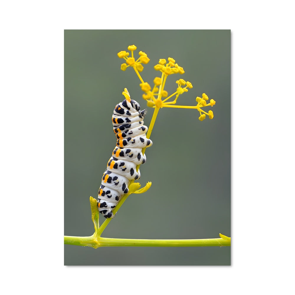 Poster La Chenille Magique