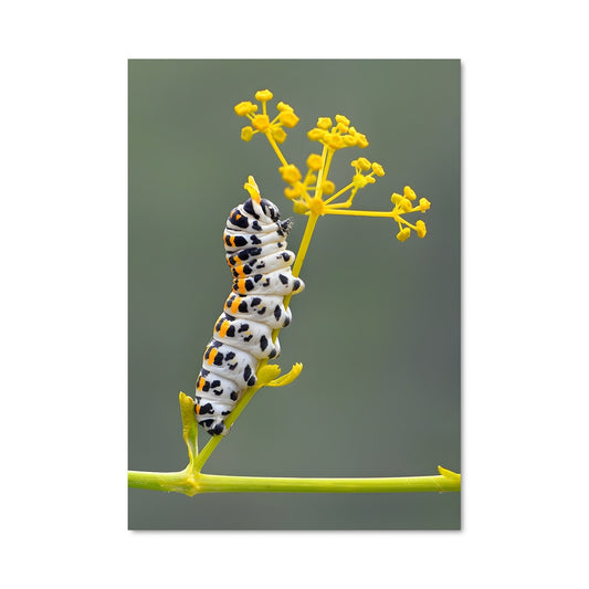 Poster La Chenille Magique