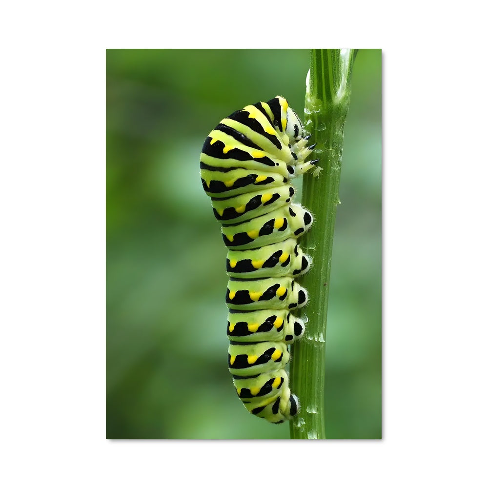 Poster Papillon Évolutif