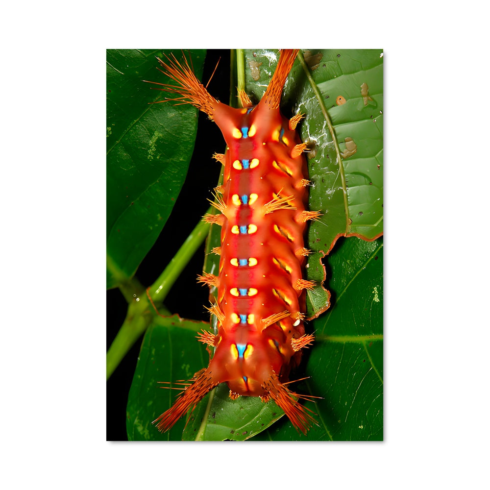 Poster Chenille Rouge