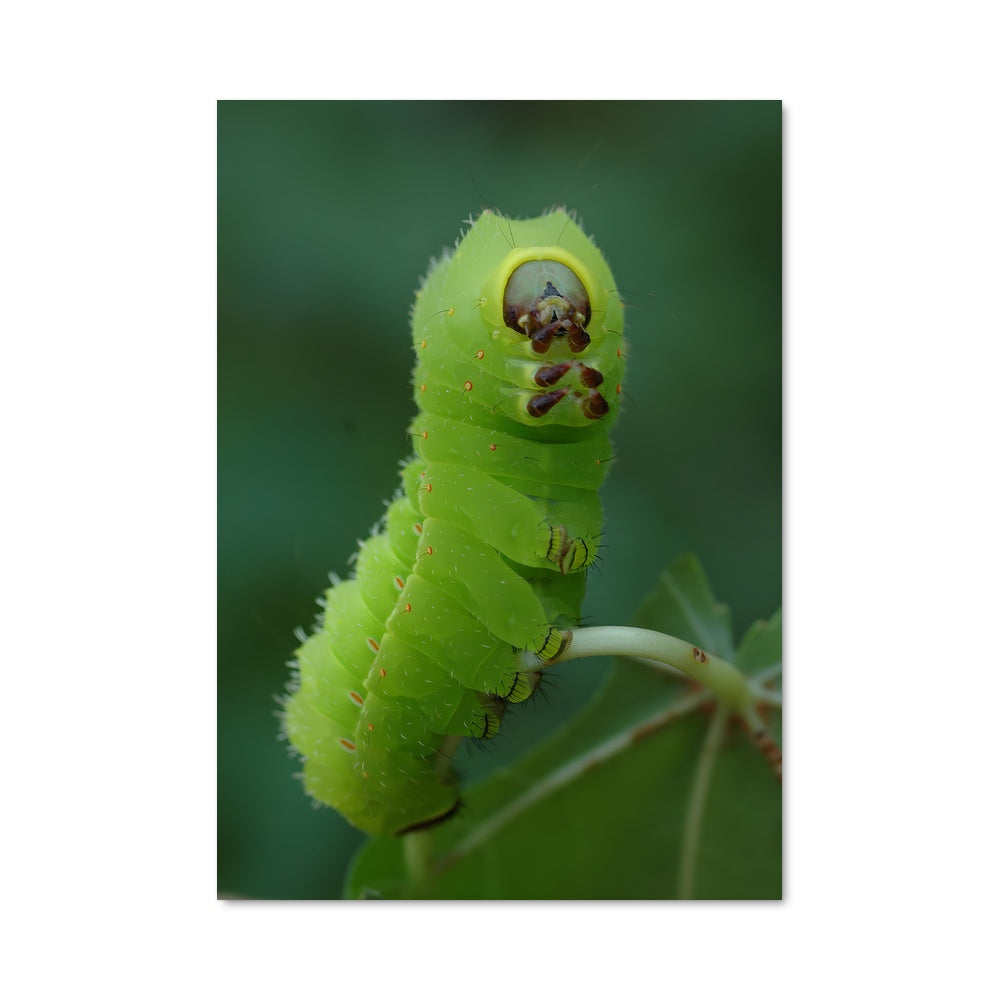 Poster Chenille Émeraude