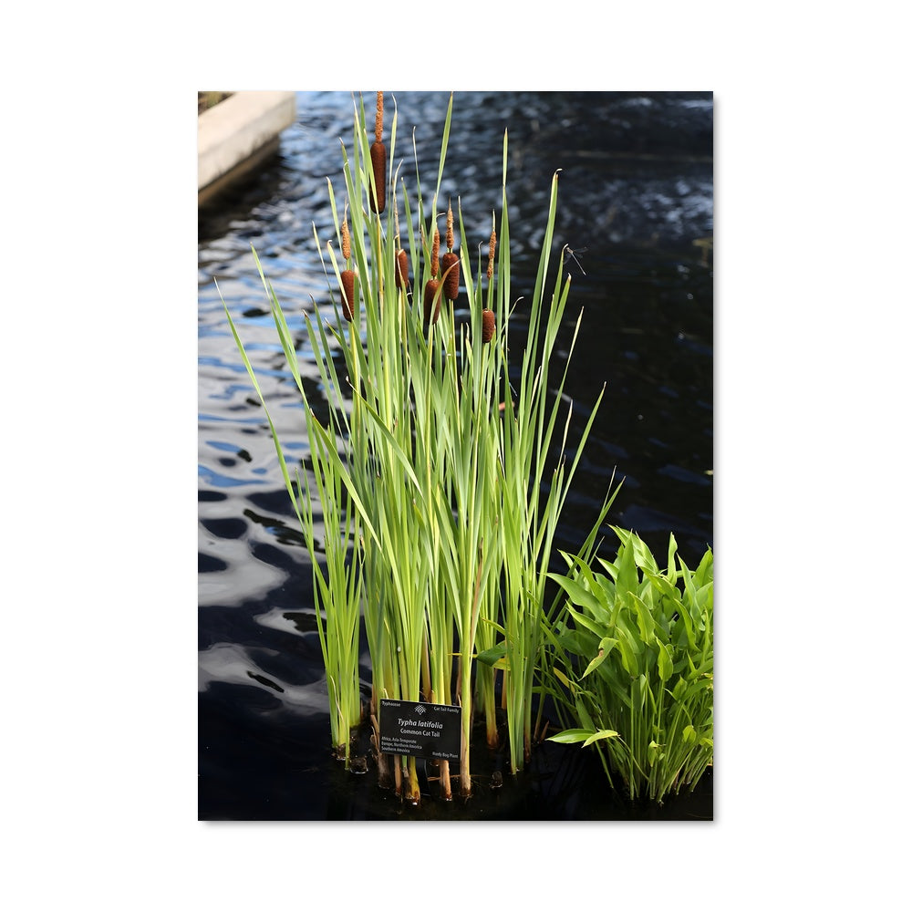 Poster Reflet de Marais