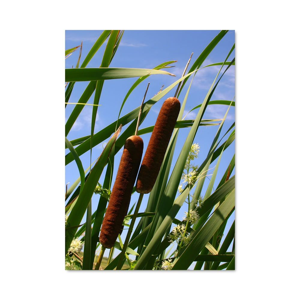 Poster Carottes Sauvages