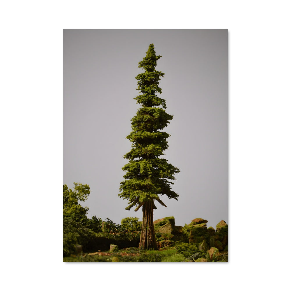 Poster Résilience Cédre