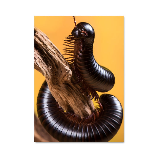 Poster Chenille Noire