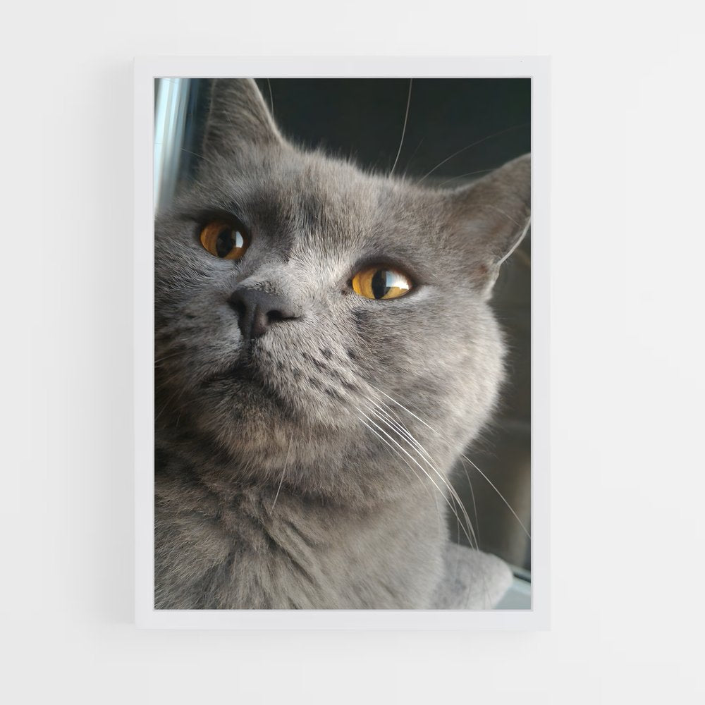 ap-chartreux-5 cadre Blanc