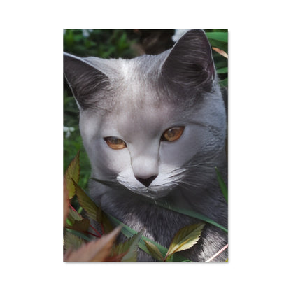 Poster Chat Mystérieux