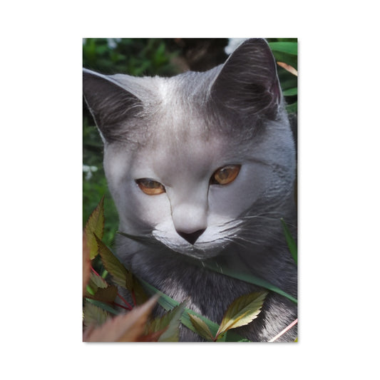 Poster Chat Mystérieux