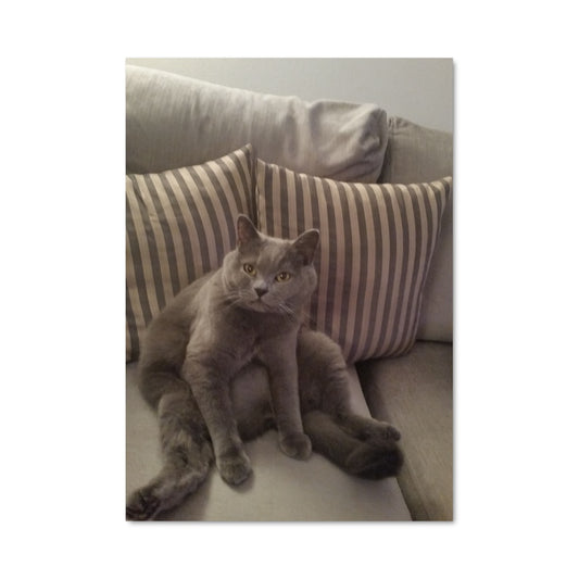 Poster Douceur de Chat