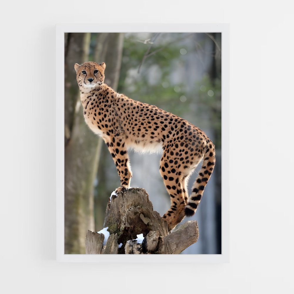 ap-cheetah-6 cadre Blanc