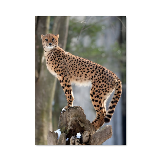 Poster Cheetah's Chase