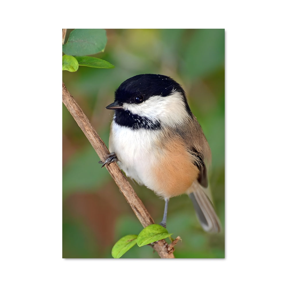 Poster Le Mésangeon