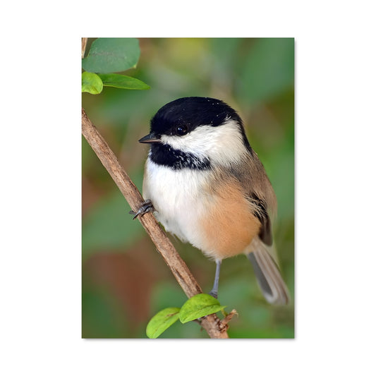 Poster Le Mésangeon