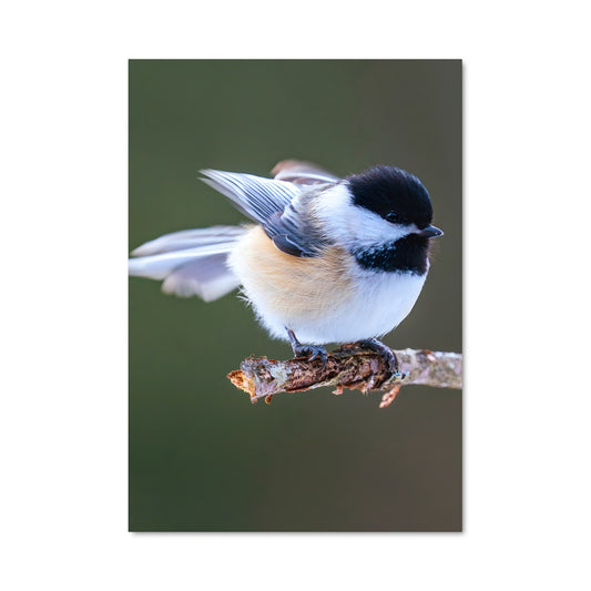 Poster Petit Mésange