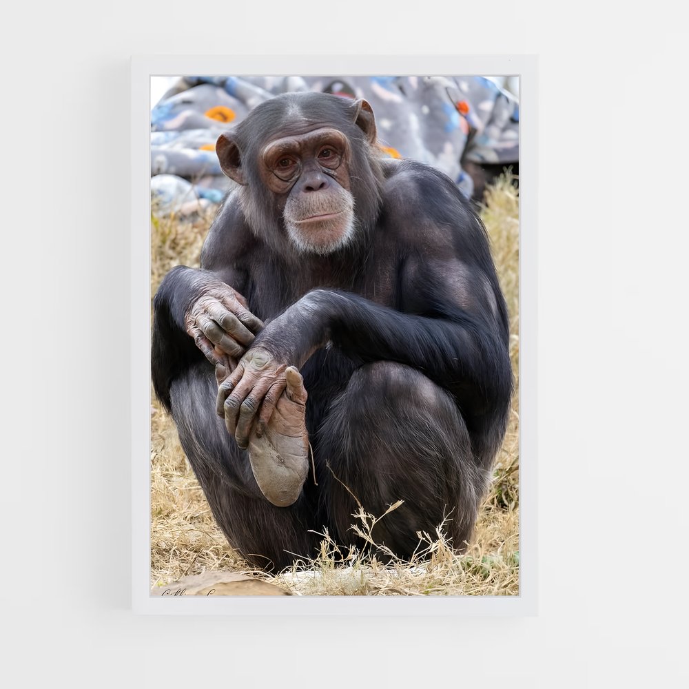ap-chimpanzee-11 cadre Blanc