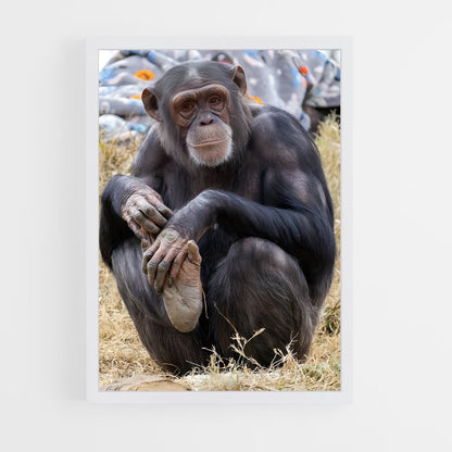 ap-chimpanzee-11 cadre Blanc