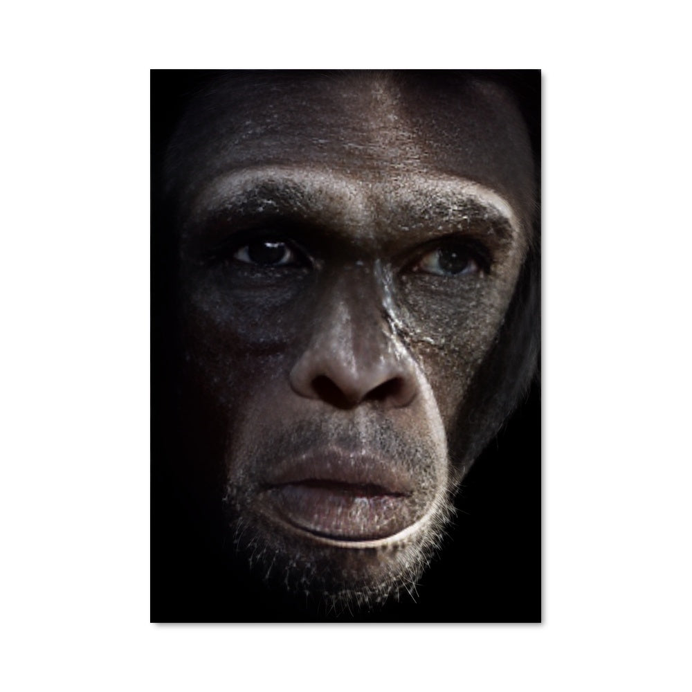 Poster Regard Primate