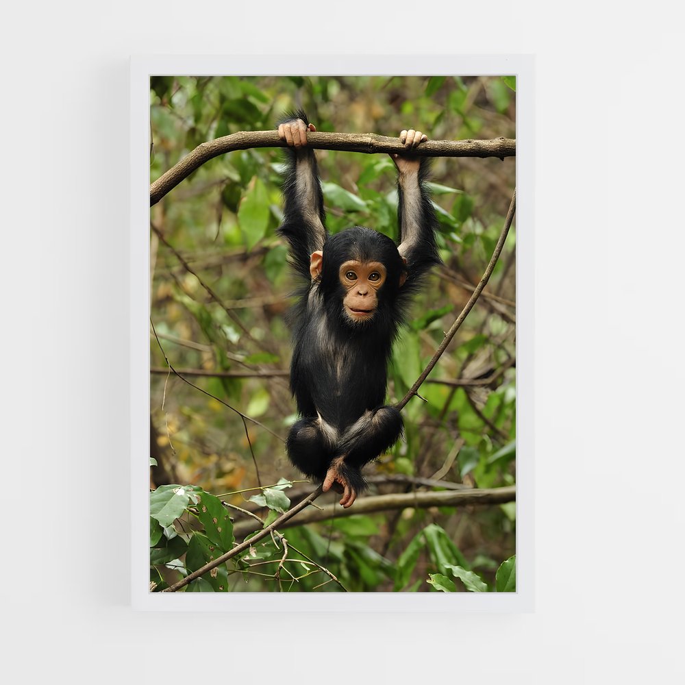 ap-chimpanzee-2 cadre Blanc