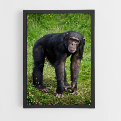 ap-chimpanzee-5 cadre Noir