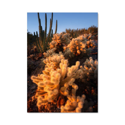 Poster Cactus Bleu