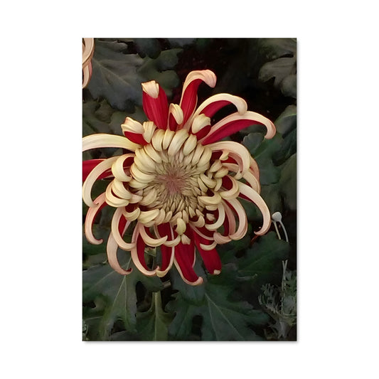 Poster Pétales de Passion