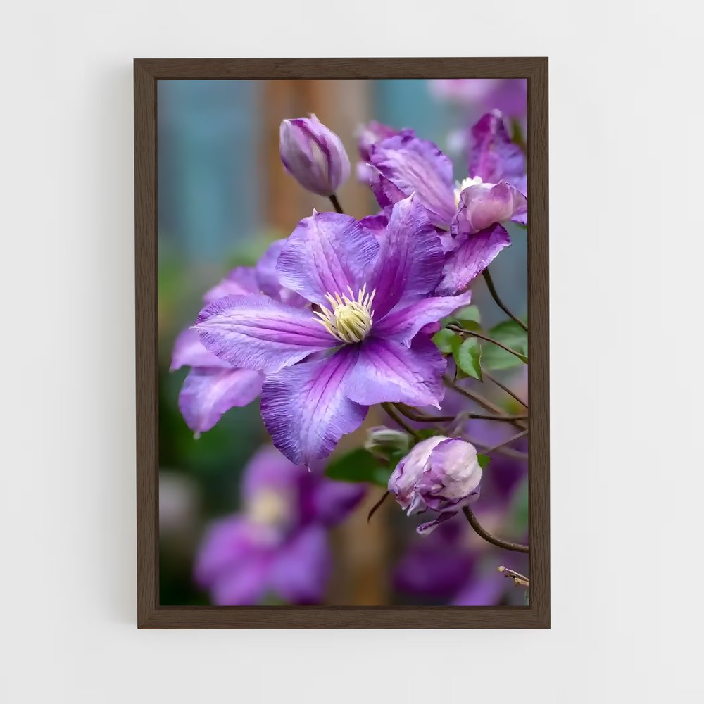 ap-clematis-10 cadre Bois foncé