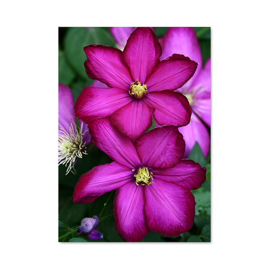 Poster Éclat de Clematis