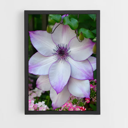 ap-clematis-7 cadre Noir