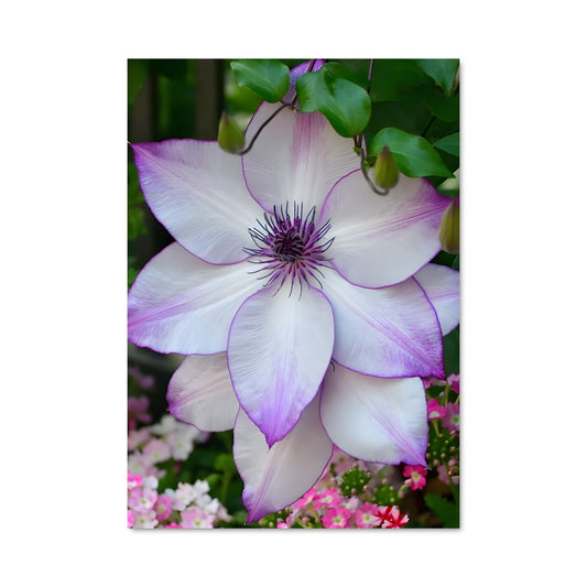 Poster Clematis 96523