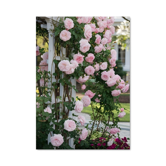 Poster Climbing rose 97052