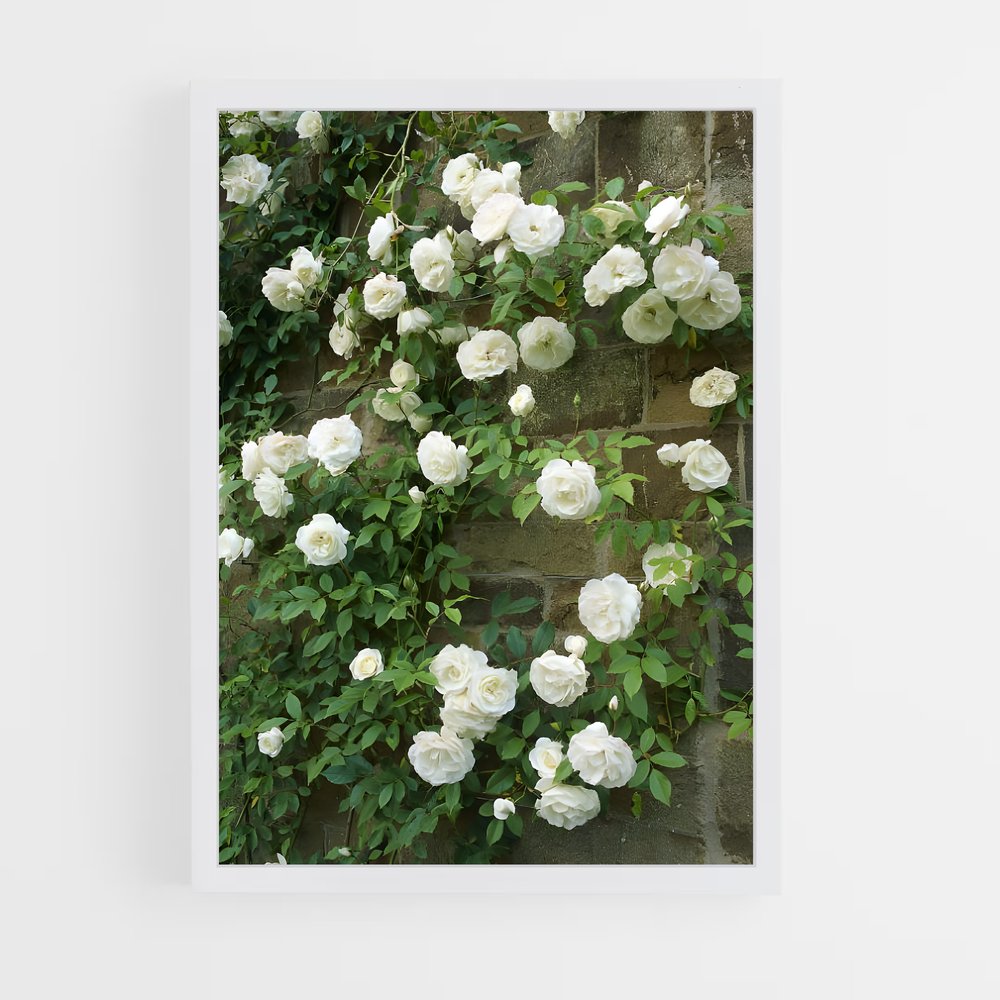 ap-climbing rose-5 cadre Blanc