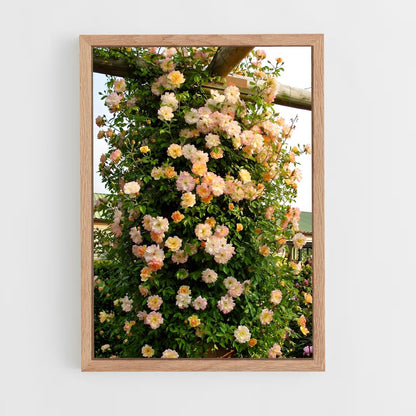 ap-climbing rose-7 cadre Bois clair