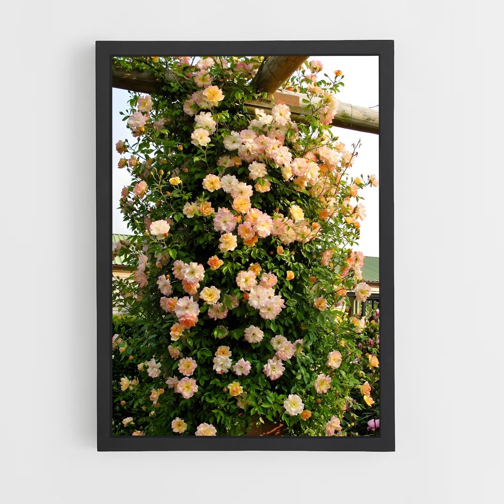 ap-climbing rose-7 cadre Noir