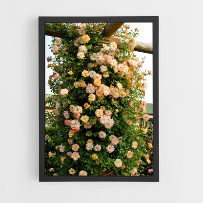 ap-climbing rose-7 cadre Noir